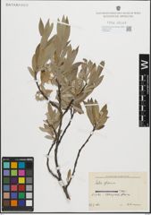Foto von Salix glauca L.